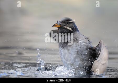 Rhinocéros Auklet (Cerorhinca monocerata) secouant l'eau. Alaska. Juin. Banque D'Images