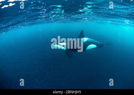 Chasse à la baleine noire (Orcinus orca) pour le hareng (Clupea harengus), Andenes, île d'Andoya, Océan Atlantique Nord, Norvège, avril Banque D'Images