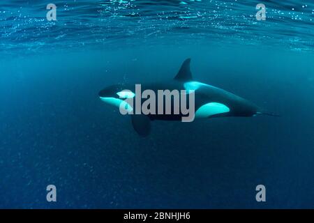 Chasse à la baleine noire (Orcinus orca) pour le hareng (Clupea harengus), Andenes, île d'Andoya, Océan Atlantique Nord, Norvège, avril Banque D'Images