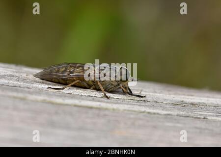 Mouche à cheval (Tabanus bromius) reposant sur un banc en bois ancien, Surrey, Angleterre, Royaume-Uni, juin Banque D'Images