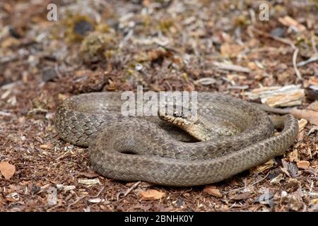 Serpent doux (Coronella austriaca) enroulé sur terre, Surrey, Angleterre, Royaume-Uni, août Banque D'Images