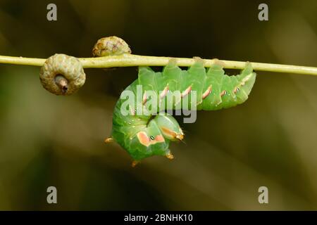 Grande larve de la grande espèce (Peridea anceps) en position défensive sur la branche de chêne, Surrey, Angleterre, Royaume-Uni, juillet Banque D'Images