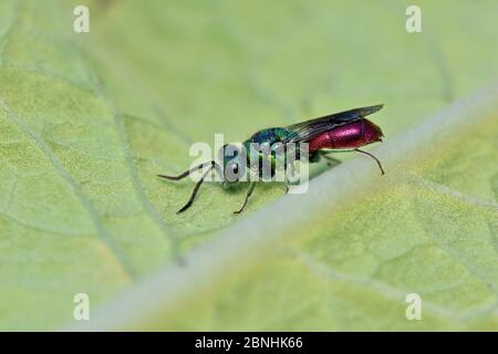 Chrysid Wasp (Chrysis ignita) parasite cuckoo Wasp sur feuille, Cornwall, Angleterre, Royaume-Uni, juin Banque D'Images