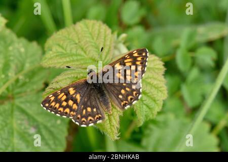 Duc de Bourgogne (Hamearis lucina), avec ailes ouvertes, Bedfordshire, Angleterre, Royaume-Uni, mai Banque D'Images