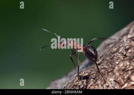 Wood Ant (Formica rufa) en posture défensive, Dorset, Angleterre, Royaume-Uni, mai Banque D'Images