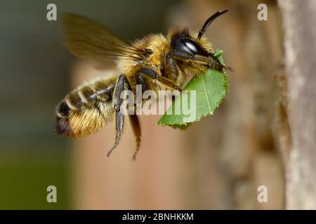 Femelle d'abeille cutter (Megachile ligniseca) transportant une section de feuille coupée jusqu'au tube de bambou dans l'hôtel Garden Bee, Hertfordshire, Angleterre, Royaume-Uni, juillet Banque D'Images