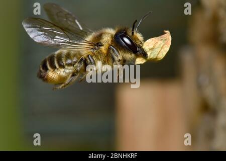 Femelle d'abeille à feuilles (Megachile ligniseca) transportant une section de feuille morte pour boucher l'extrémité du tube de bambou dans l'hôtel Garden Bee, Hertfordshire, Englan Banque D'Images