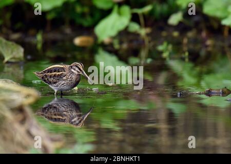 Jack Snipe (Lymnocryptes minima) dans les eaux peu profondes du lit de cresson, Hertfordshire, Angleterre, Royaume-Uni, janvier Banque D'Images