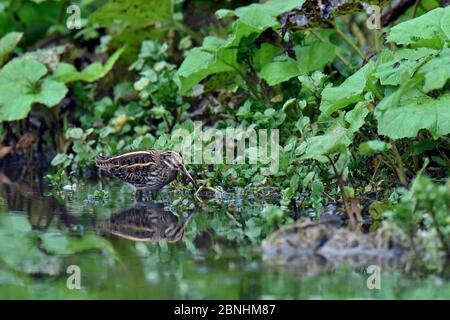 Jack snipe (Lymnocryptes minima) dans les marges d'alimentation de cresson bed, Hertfordshire, England, UK, Janvier Banque D'Images