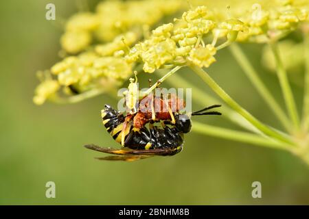 Mouche à scie (Tenthredo amoena) se nourrissant du coléoptère rouge (Rhagonycha fulva) sur la fleur de la panais sauvage (Pastinaca sativa), Oxfordshire, Angleterre, Royaume-Uni, juillet Banque D'Images