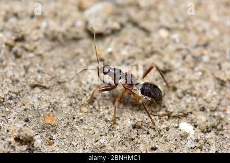 ANT damsel bug (Himacerus mirmicoides) nymphe de fin d'instar qui imite ant en ayant blanc deuxième et tiers segments abdominaux donnant l'illusion de a Banque D'Images