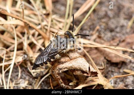 Abeille à queue pointue (Coelioxys conoidea), clintoparasite de l'abeille à feuilles (Megachile maratima) ces abeilles utilisent leur queue pointue pour trancher dans le nid Banque D'Images