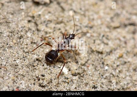 ANT damsel bug (Himacerus mirmicoides) nymphe de fin d'instar qui imite ant en ayant blanc deuxième et tiers segments abdominaux donnant l'illusion de a Banque D'Images