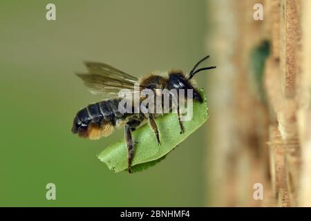 Femelle d'abeille cutter (Megachile ligniseca) transportant une section de feuille coupée jusqu'au tube de bambou dans l'hôtel Garden Bee, Hertfordshire, Angleterre, Royaume-Uni, juillet Banque D'Images