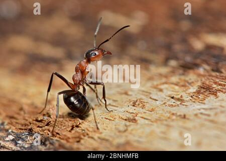 Wood Ant (Formica rufa) en posture défensive, Dorset, Angleterre, Royaume-Uni, mai Banque D'Images