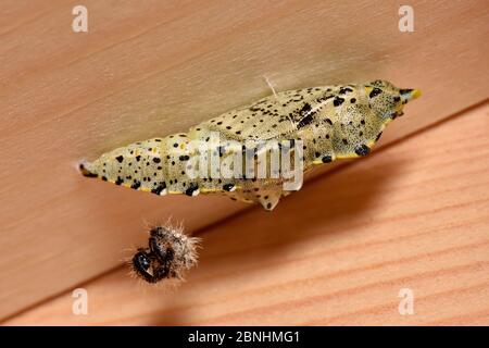 Grand papillon blanc (Pieris brassicae) nouvellement créé chrysalide à l'intérieur du toit de l'abri, Hertfordshire, Angleterre, Royaume-Uni, septembre Banque D'Images