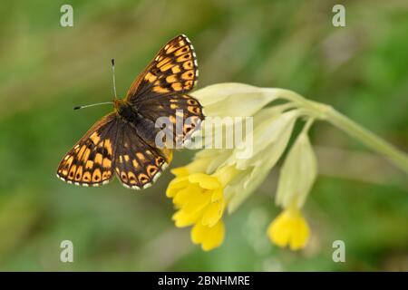 Papillon duc de Bourgogne (Hamearis lucina) ailes de basellage ouvertes sur la fleur de la coulisure de vache (primula veris), Bedfordshire, Angleterre, Royaume-Uni, mai Banque D'Images