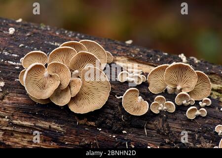 Variable oysterling (Crepidotus variabilis) poussant sur la branche morte, Hertfordshire, Angleterre, Royaume-Uni, octobre Banque D'Images