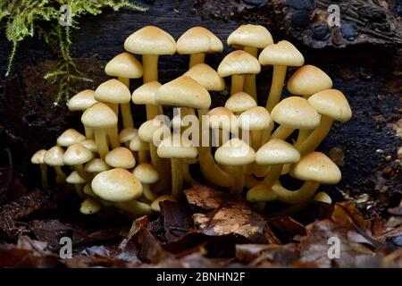 Tuft de soufre (Hypholoma fasciculare) souche de tuft de soufre sur le bois pourri, Buckinghamshire, Angleterre, Royaume-Uni, octobre Banque D'Images