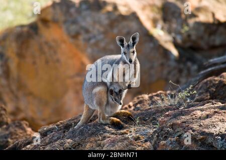 Wallaby à pieds jaunes (Petrogale xanthopus subsp. Celeris) femelle avec jeunes en poche, parc national d'Idalia, Queensland, Australie. Septembre. Banque D'Images