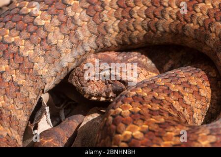 Le sud de death adder (Acanthophis antarcticus) Darling Range, le sud de l'Australie de l'Ouest, avril. D'espèces venimeuses dangereusement. Banque D'Images