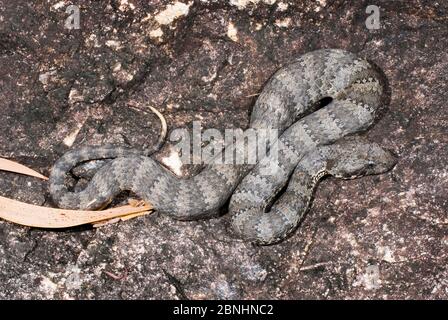 Additionneur de mort du sud (Acanthophis antarcticus) Paluma NP, nord-est du Queensland, Australie. Mai. Espèces venimeuses dangereuses. Banque D'Images