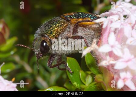 Le coléoptère des joyaux de la ROE (Stigmoda roei) se nourrissant des fleurs de Pimelea, endémique de la moitié sud de l'Australie occidentale, parc national de Yanchep, Perth, Ouest Banque D'Images