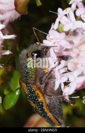 Le coléoptère de pierres précieuses (Stigmoda roei) de ROE se nourrissant des fleurs de Pimelea. Endémique de la moitié sud de l'Australie occidentale. Parc national de Yanchep, Perth, Ouest Banque D'Images