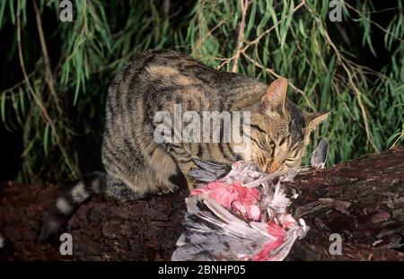 Férus (Felis catus) se nourrissant sur la carcasse de cocatoo de Galah (Cacatua roseicapilla) Darling Range, Australie occidentale, septembre Banque D'Images