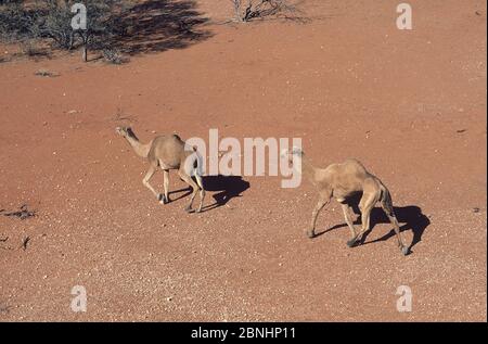 Chameaux dromadaires (Camelus dromedarius) vue aérienne de l'homme et de la femme, Grand désert de sable, Australie occidentale, août. Banque D'Images