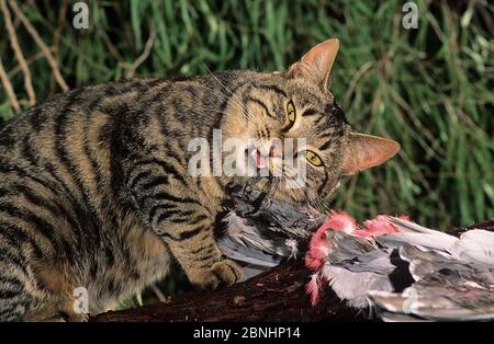 Férus (Felis catus) se nourrissant sur la carcasse de cocatoo de Galah (Cacatua roseicapilla) Darling Range, Australie occidentale, septembre Banque D'Images