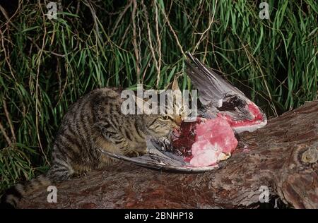 Férus (Felis catus) se nourrissant sur la carcasse de cocatoo de Galah (Cacatua roseicapilla) Darling Range, Australie occidentale, septembre Banque D'Images