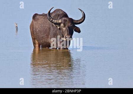 Un Buffalo d'eau sauvage (Bubalus bubalis) situé dans le lac au parc national Uda Walawe, Sri Lanka. Banque D'Images