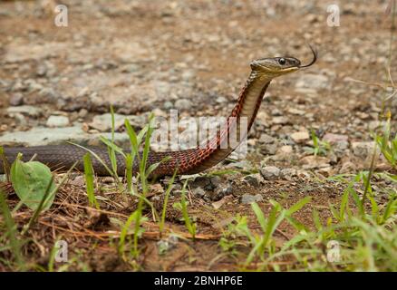 Serpent arrière de quille à col rouge (Rhabdophis subminiatus) Nagaland, Inde. Banque D'Images