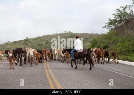 Assunto: Vaqueiro transporta gado por estrada no sertão do Ceará données: 06/05/13 local: Pedra Branca/ce Banque D'Images