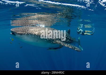 Le requin-baleine (Rhincodon typus) avec un scientifique de plongée utilisant LE récepteur DE L'étiquette DE FOSSE pour vérifier que le requin est étiqueté. Baie de Cenderawasih, Papouasie occidentale, Indonésie. Banque D'Images