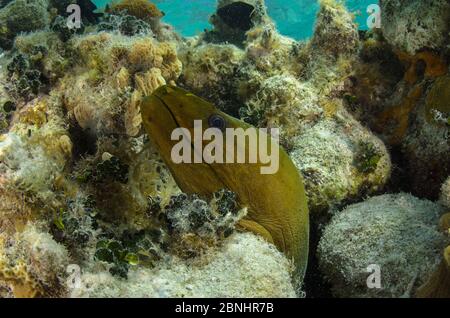 Eel Moray vert (Gymnothorax funebris) Phare de l'atoll de récif, Belize. Banque D'Images