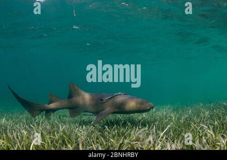 Infirmière Shark (Ginglymostoma cirrhotum) et Sharksucker (Echeneis nucarates) Halfmoon Caye. Atoll du récif de phare, Belize. Banque D'Images