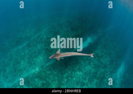 Sharksucker (Echeneis nucrates) Ambergris Caye, Belize. Banque D'Images