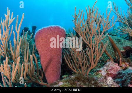 Éponge rose pour vase (Niphates digitalis) et perroquets poreux (Pseudoplexaura sp.) Réserve marine Hol Chan, Belize. Banque D'Images