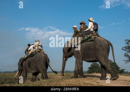 Touristes à cheval sur des éléphants d'Asie (Elepha maximus) Parc national de Kaziranga, Assam, Nord-est de l'Inde. Novembre 2014. Banque D'Images