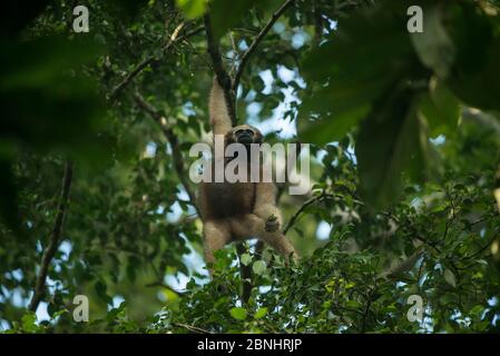 Gibbon de hoolock (Hoolock hoolock) femelle dans les arbres, Gibbon Wildlife Sanctuary, Jorhat, Assam, Nord-est de l'Inde. Banque D'Images