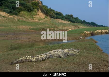 Crocodile (Crocodylus palustris) Réserve nationale de faune sauvage de Chambal, Madhya Pradesh, Inde. Banque D'Images