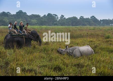 Touristes observant les rhinocéros indiens (Rhinoceros unicornis) depuis l'arrière de l'éléphant d'Asie domestique (Elepha maximus) Parc national de Kaziranga, Assam, Banque D'Images