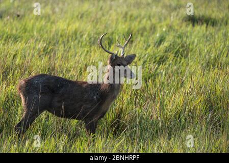 Barasingha ou cerf de marais (Rucervus duvaucelii) Parc national Kaziranga Assam Nord-est de l'Inde UNESCO site du patrimoine mondial vulnérable Banque D'Images