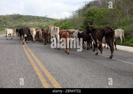 Assunto: Vaqueiro transporta gado por estrada no sertão do Ceará données: 06/05/13 local: Pedra Branca/ce Banque D'Images