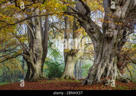 Arbres de Hêtre anciens (Fagus sylvatica), Bois de Lineover, Gloucestershire Royaume-Uni. Le deuxième plus grand arbre de Hêtre en Angleterre. Novembre 2015. Banque D'Images