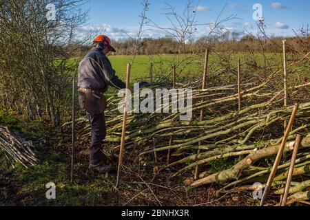 Pose traditionnelle de haies, Fosse Cross, Gloucestershire, Royaume-Uni. Novembre 2015. Banque D'Images