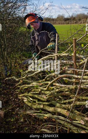 Pose traditionnelle de haies, Fosse Cross, Gloucestershire, Royaume-Uni. Novembre 2015. Banque D'Images