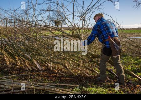 Pose traditionnelle de haies, Fosse Cross, Gloucestershire, Royaume-Uni. Novembre 2015. Banque D'Images